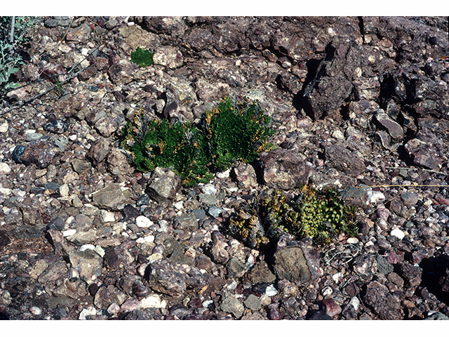 Selaginella lepidophylla (Flower of stone) #68249