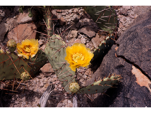 Opuntia macrocentra (Purple pricklypear) #68259