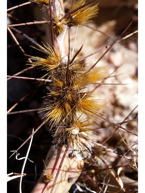 Opuntia phaeacantha (Tulip prickly pear) #68260