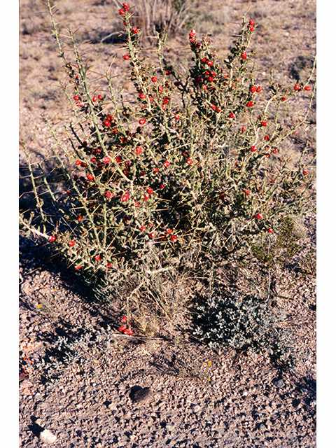 Cylindropuntia leptocaulis (Tasajillo) #68265