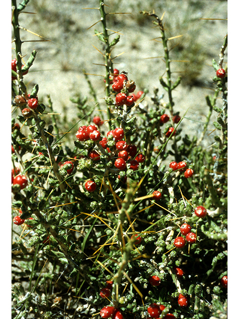 Cylindropuntia leptocaulis (Tasajillo) #68266