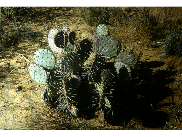 Opuntia macrocentra (Purple pricklypear) #68287