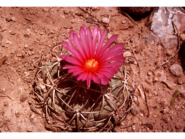 Echinocactus horizonthalonius (Devilshead) #68288