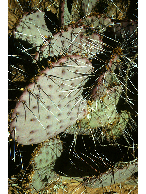 Opuntia macrocentra (Purple pricklypear) #68300