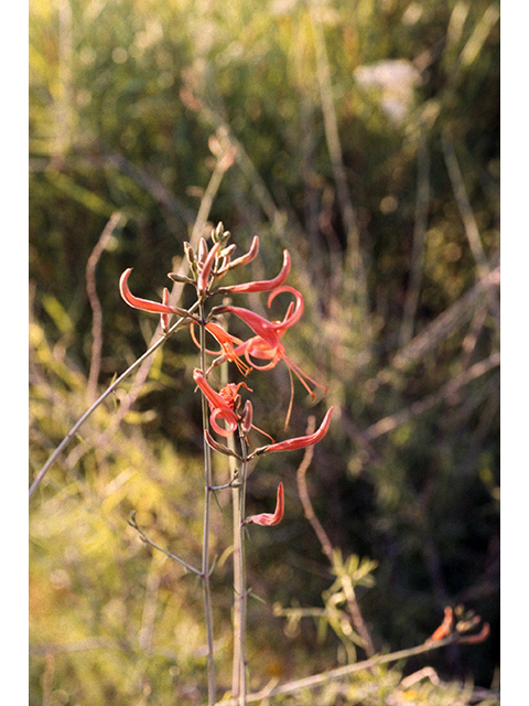 Anisacanthus linearis (Big bend anisacanthus) #68313