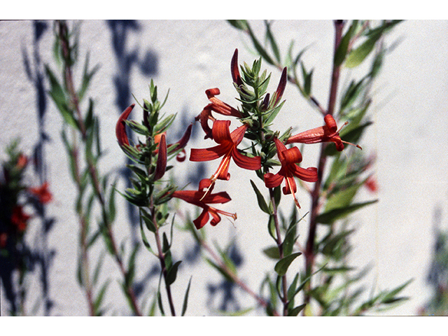 Anisacanthus thurberi (Thurber's desert honeysuckle) #68321