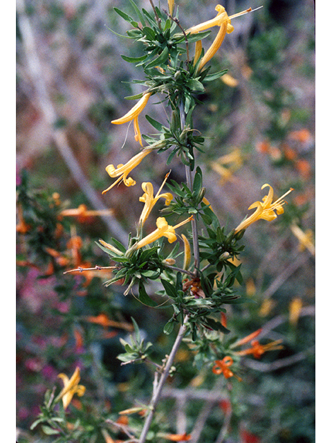 Anisacanthus thurberi (Thurber's desert honeysuckle) #68322