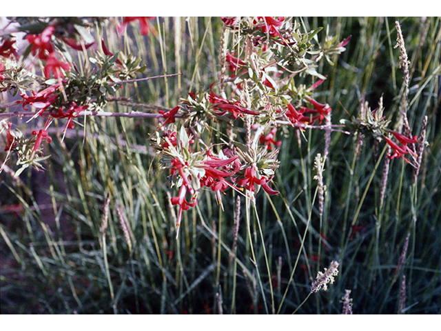 Anisacanthus thurberi (Thurber's desert honeysuckle) #68323