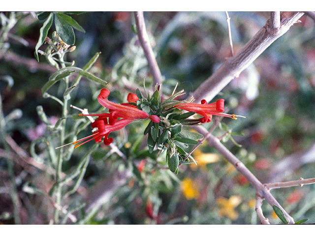 Anisacanthus thurberi (Thurber's desert honeysuckle) #68324