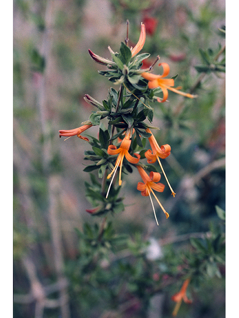 Anisacanthus thurberi (Thurber's desert honeysuckle) #68325