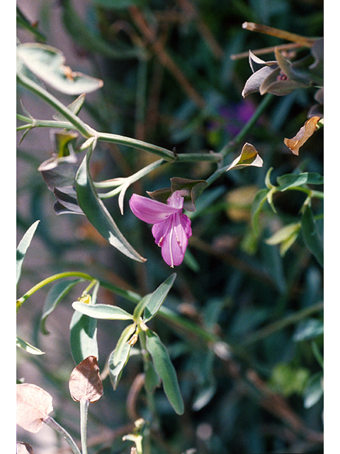 Dicliptera resupinata (Arizona foldwing) #68326