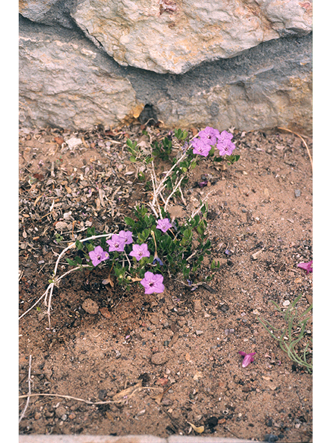 Ruellia parryi (Parry's wild petunia) #68345