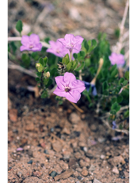 Ruellia parryi (Parry's wild petunia) #68346