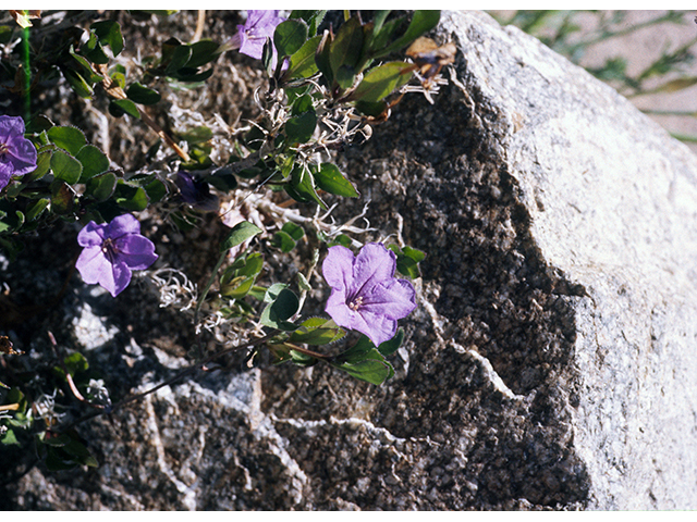 Ruellia parryi (Parry's wild petunia) #68347