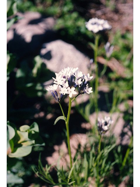 Amsonia palmeri (Palmer's bluestar) #68351