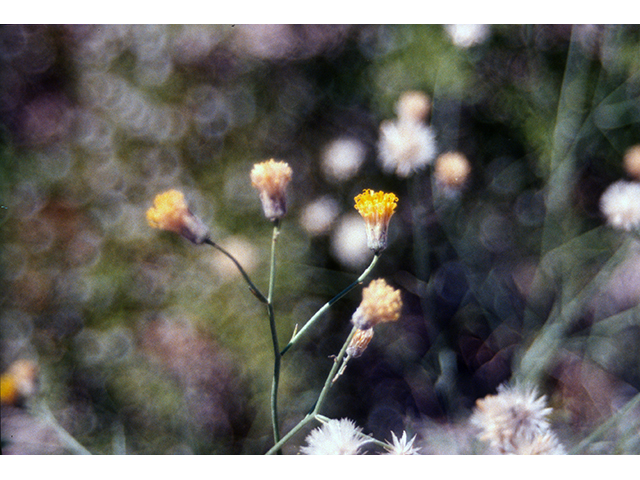 Bebbia juncea (Sweetbush) #68361