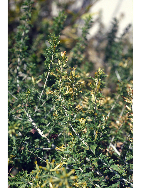 Brickellia laciniata (Splitleaf brickellbush) #68363