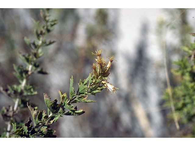 Brickellia laciniata (Splitleaf brickellbush) #68365