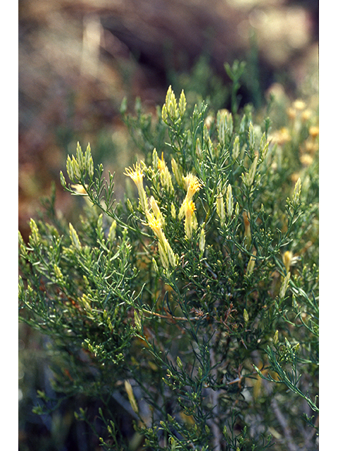 Chrysothamnus pulchellus (Southwestern rabbitbrush) #68370