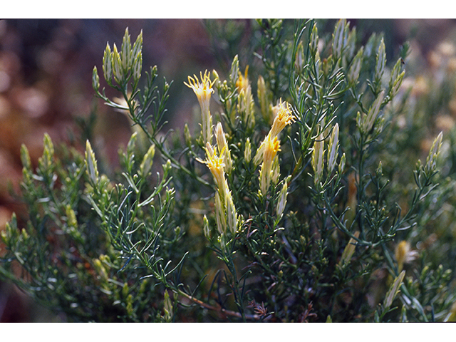 Chrysothamnus pulchellus (Southwestern rabbitbrush) #68371