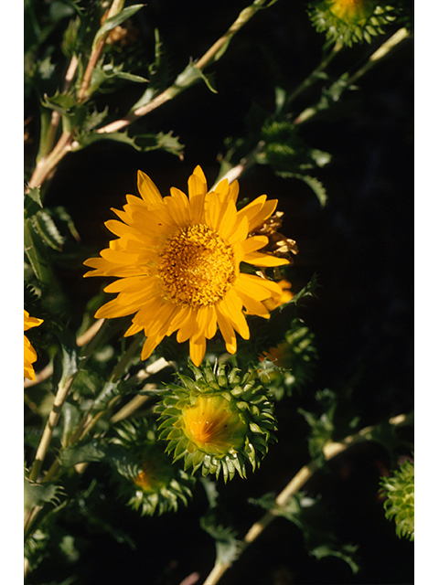 Grindelia squarrosa var. squarrosa (Curlycup gumweed) #68390