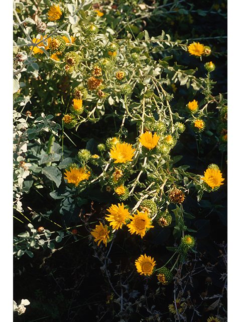 Grindelia squarrosa var. squarrosa (Curlycup gumweed) #68391