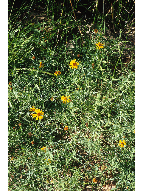 Helianthus ciliaris (Texas blueweed) #68394