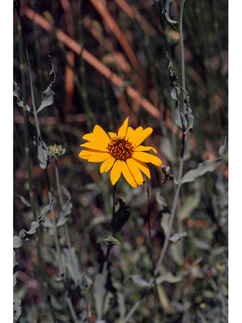 Helianthus ciliaris (Texas blueweed) #68395