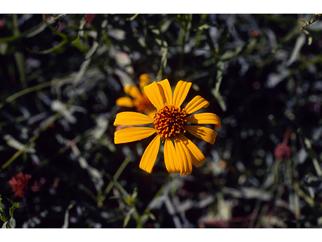 Helianthus ciliaris (Texas blueweed) #68396