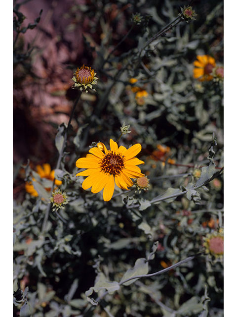 Helianthus ciliaris (Texas blueweed) #68397