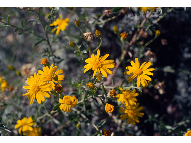 Heterotheca zionensis (Zion false goldenaster) #68401