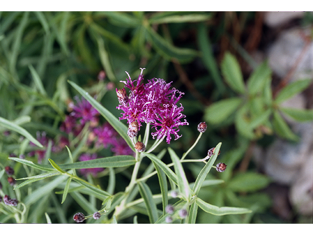 Vernonia marginata (Plains ironweed) #68443