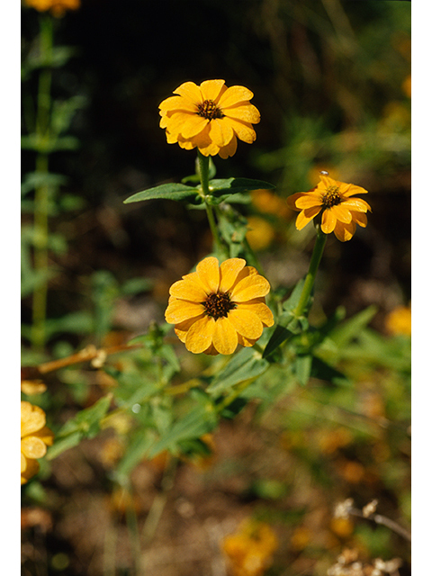 Zinnia peruviana (Peruvian zinnia) #68448