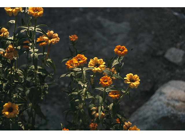 Zinnia peruviana (Peruvian zinnia) #68449