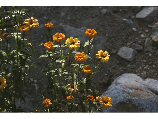 Zinnia peruviana (Peruvian zinnia) #68450