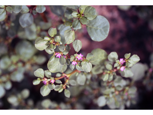 Trianthema portulacastrum (Desert horse-purslane) #68451