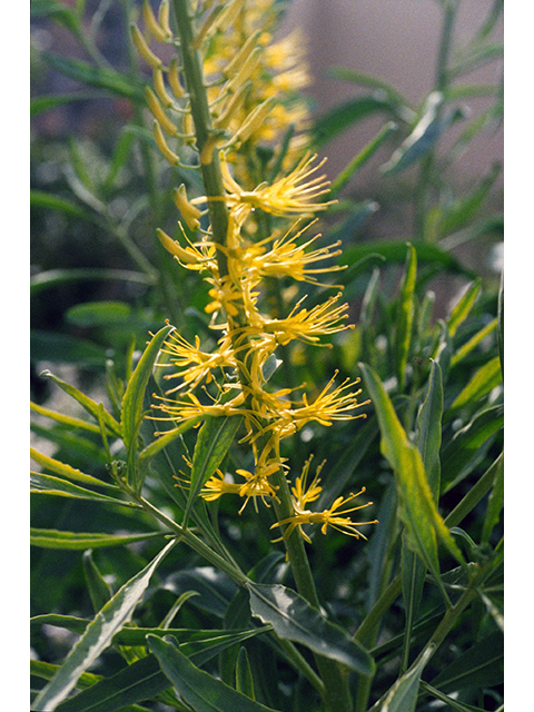 Stanleya pinnata (Desert princes' plume) #68476