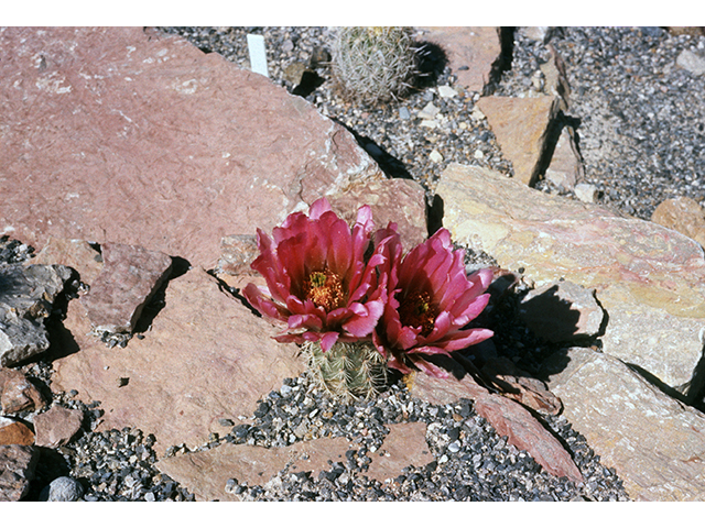 Echinocereus roetteri neomexicanus (Lloyd's hedgehog cactus) #68498