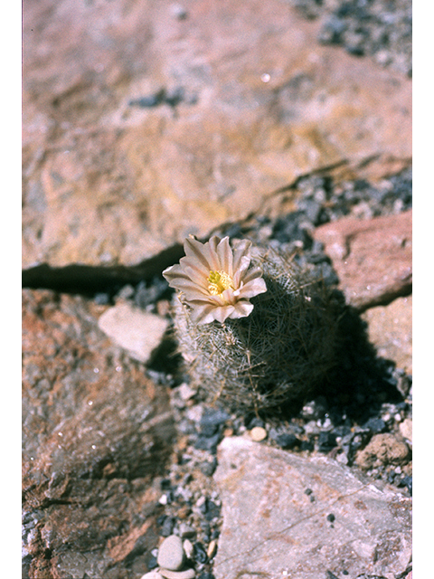 Echinomastus mariposensis (Lloyd's fishhook cactus) #68500