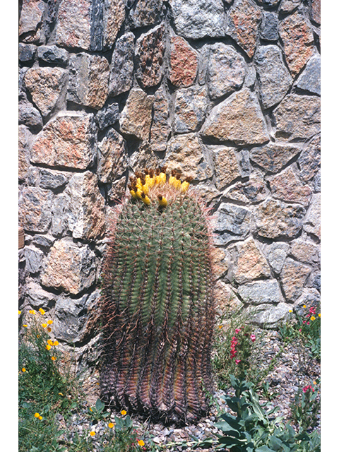 Ferocactus wislizeni (Candy barrel) #68504