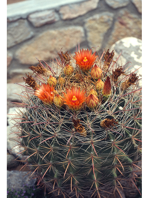 Ferocactus wislizeni (Candy barrel) #68507