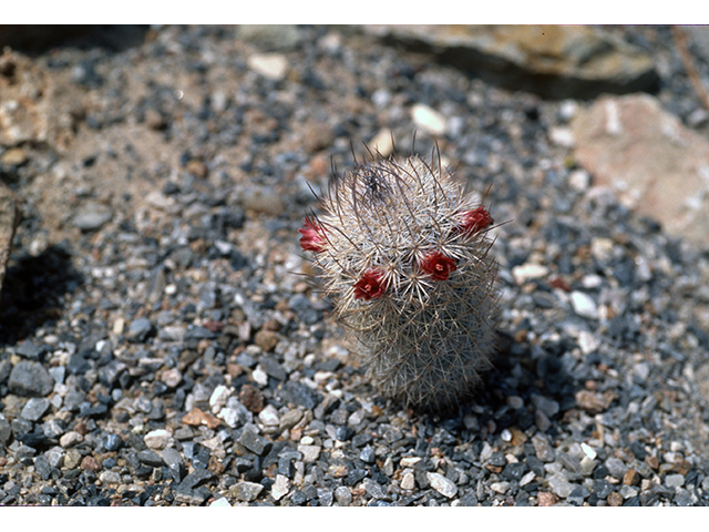 Mammillaria pottsii (Rat-tail nipple cactus) #68516