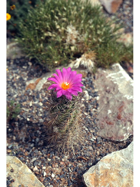 Neolloydia conoidea (Chihuahuan beehive cactus) #68517