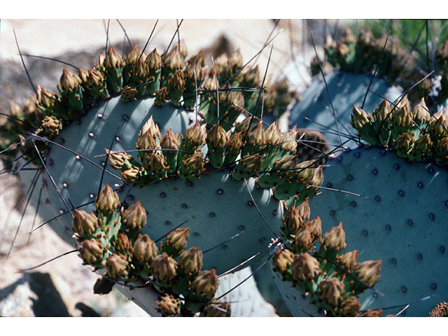 Opuntia macrocentra (Purple pricklypear) #68519