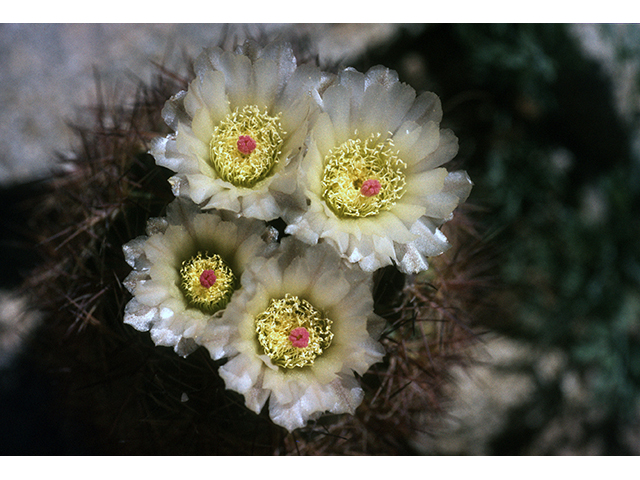 Echinomastus intertextus var. dasyacanthus (White fishhook cactus) #68526