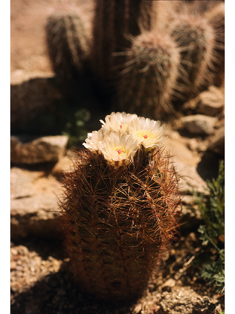 Echinomastus intertextus var. dasyacanthus (White fishhook cactus) #68527