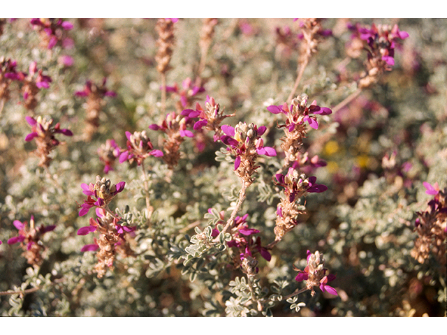 Dalea bicolor var. argyrea (Silver prairie clover) #68588