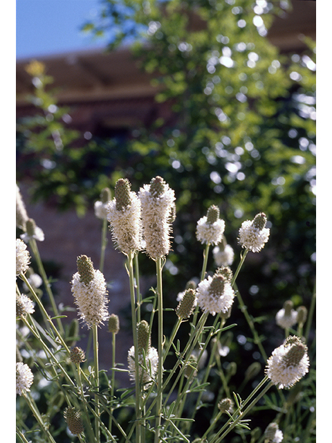 Dalea candida (White prairie clover) #68599