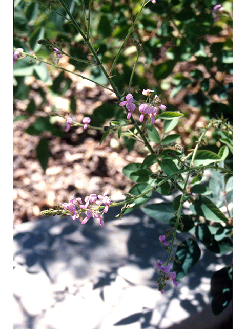 Desmodium grahamii (Graham's ticktrefoil) #68620