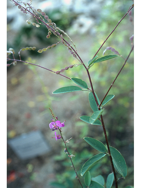 Desmodium cinerascens (Spiked ticktrefoil) #68621